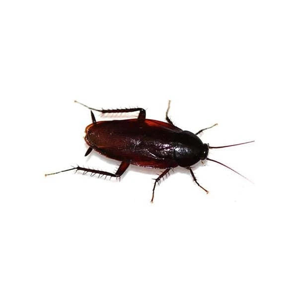 Smoky Brown Cockroach