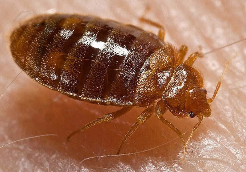 bed bugs