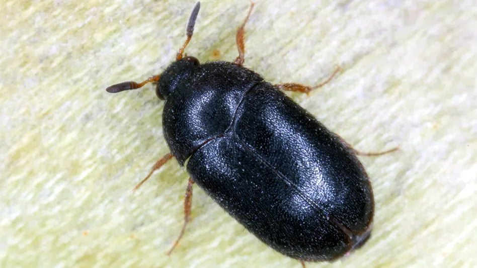 carpet beetles