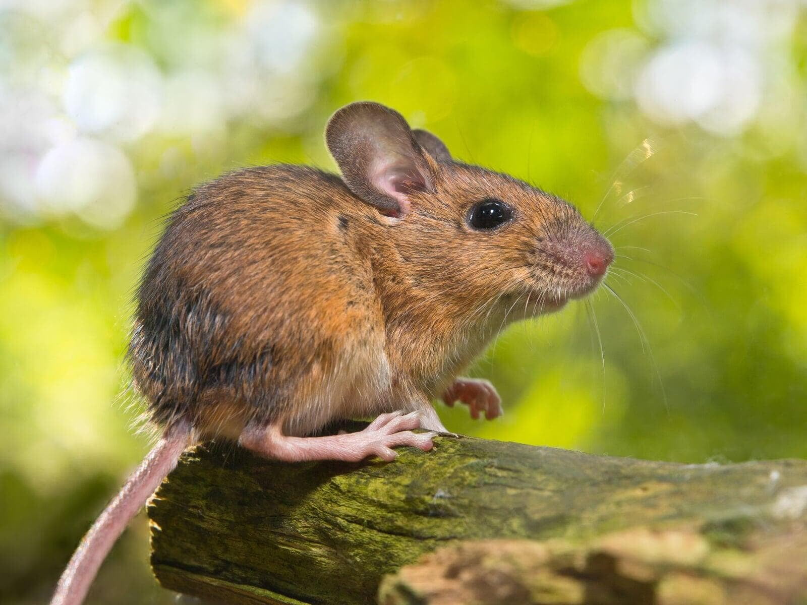 deer mouse