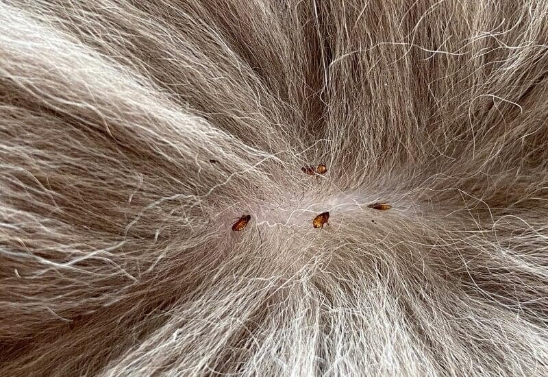 fleas