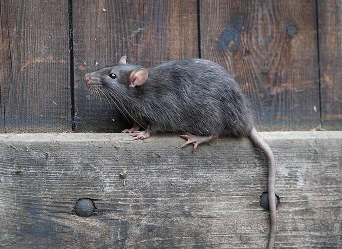 norway rats