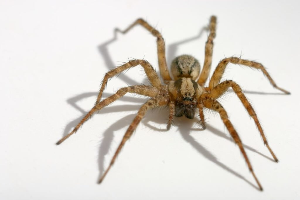 common house spider