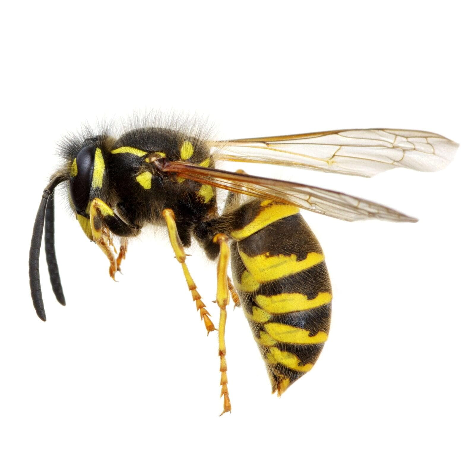wasps